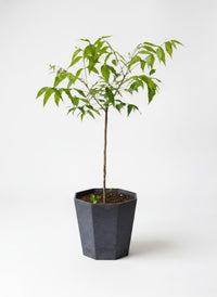 Neem Tree Plant - Potted plant -  Tumbleweed Plants