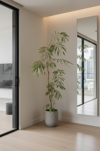 Everfresh Tree (Japan) 0.9-1.3m - Potted plant -  Tumbleweed Plants