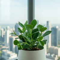 Autograph Plant