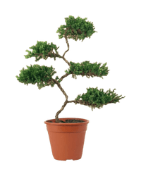 Abundance Juniper Bonsai Tree (5 - tier) - grow pot - Potted plant - Tumbleweed Plants - Online Plant Delivery Singapore