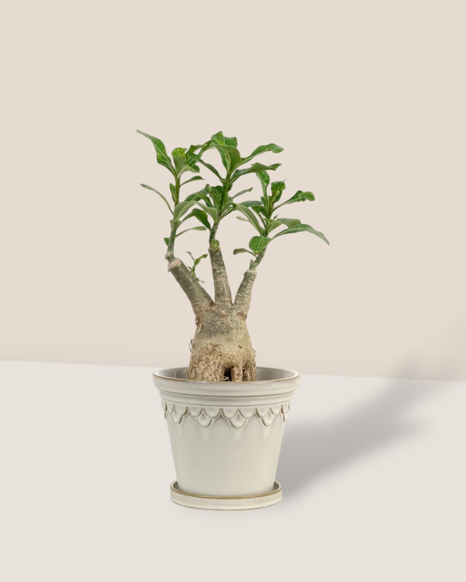 Adenium Plant - grow pot - Potted plant - Tumbleweed Plants - Online Plant Delivery Singapore