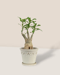Adenium Plant - grow pot - Potted plant - Tumbleweed Plants - Online Plant Delivery Singapore