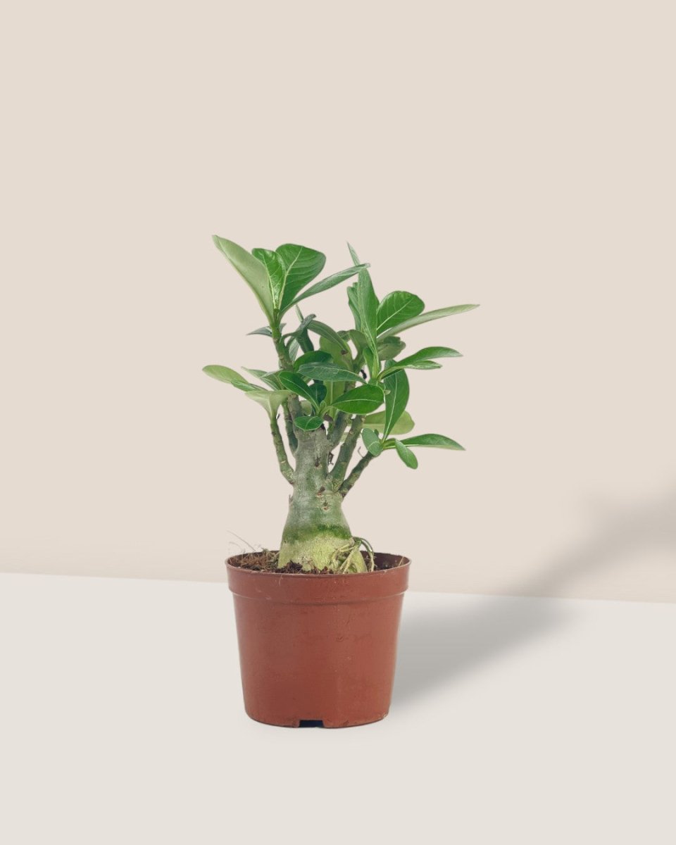Adenium Plant (0.4m) - grow pot - Potted plant - Tumbleweed Plants - Online Plant Delivery Singapore