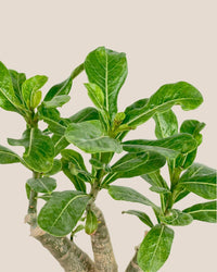 Adenium Plant - grow pot - Potted plant - Tumbleweed Plants - Online Plant Delivery Singapore