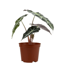 Alocasia Polly - Potted plant - JUST - ALOC - GRW - 2466 - Tumbleweed Plants - Online Plant Delivery Singapore