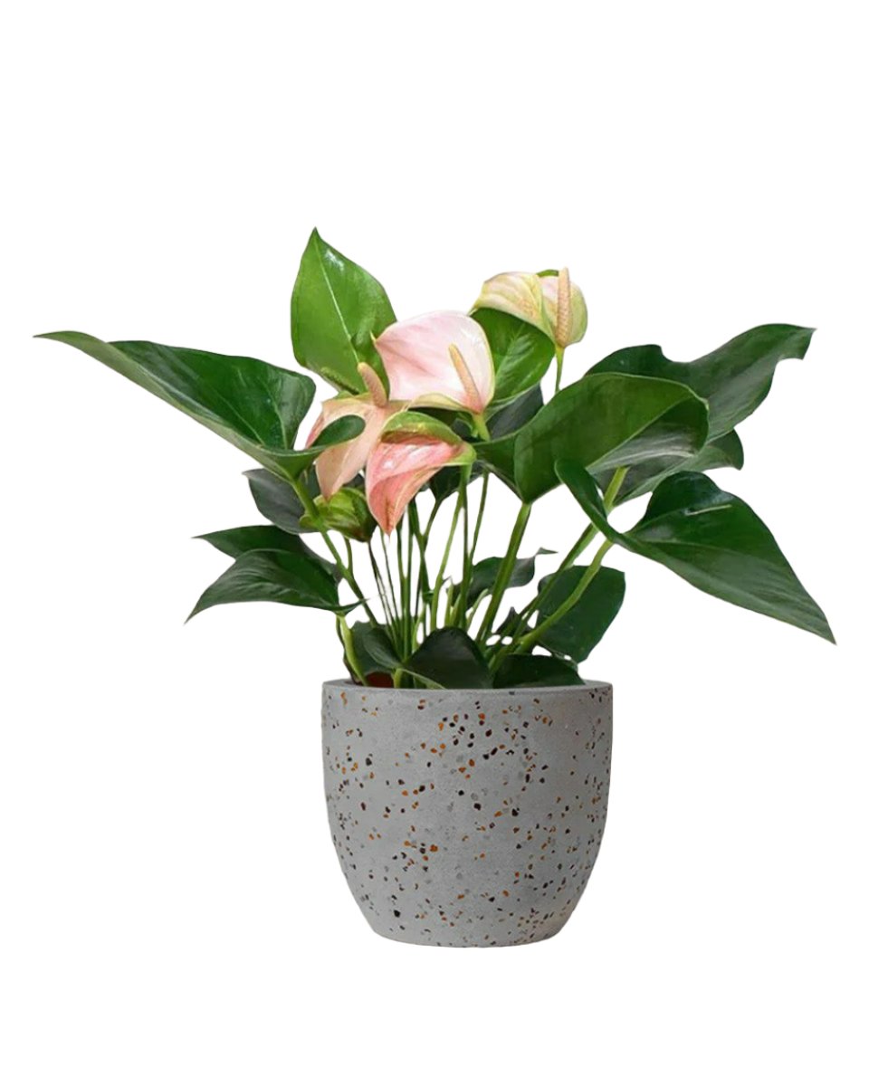 Anthurium Flamingo Pink paired with Egg Pot - Medium Grey