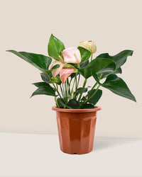 Anthurium Flamingo Pink paired in a grow pot