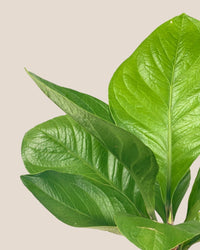 Anthurium Jungle Bush - grow pot - Potted plant - Tumbleweed Plants - Online Plant Delivery Singapore