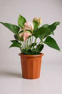 Anthurium Flamingo Pink - Potted plant -  Tumbleweed Plants