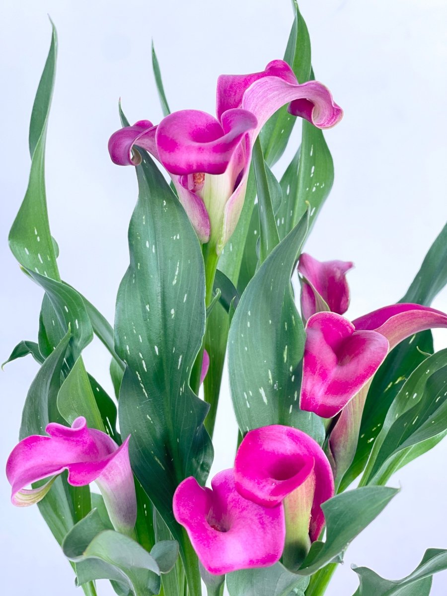 Assorted Calla Lily - grow pot - Potted plant - Tumbleweed Plants - Online Plant Delivery Singapore