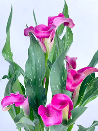 Assorted Calla Lily - grow pot - Potted plant - Tumbleweed Plants - Online Plant Delivery Singapore