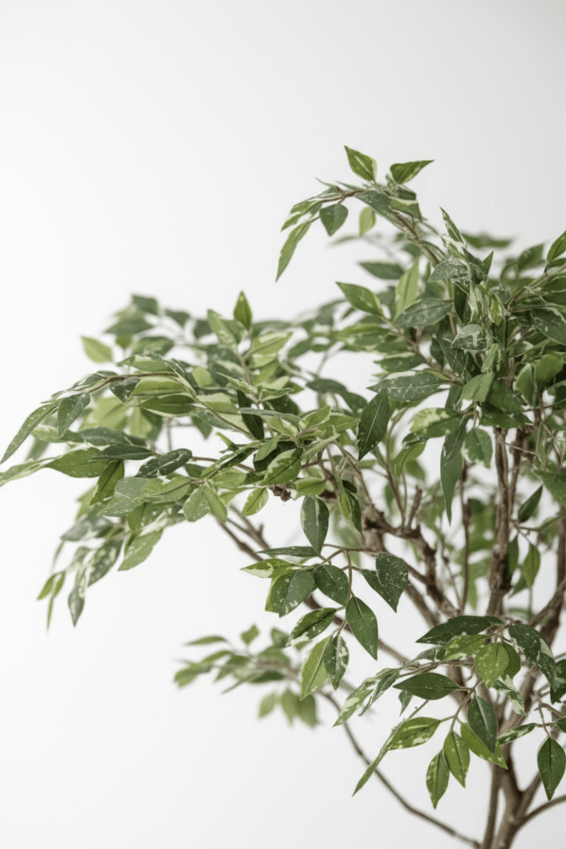 Banyan Tree - Real - Trunk Artificial - Potted plant - 5516314535781 - Tumbleweed Plants - Online Plant Delivery Singapore