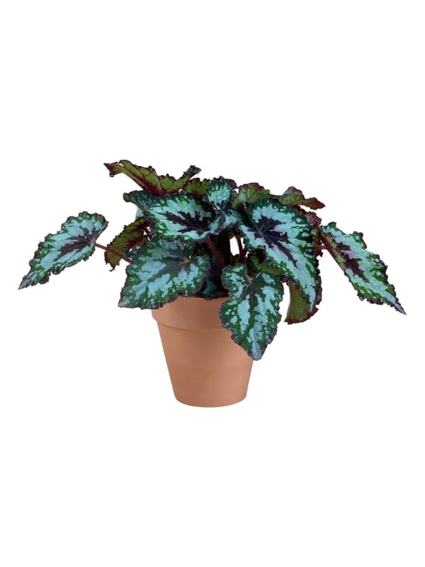 Begonia "Mint Chocolate Chip" - grow pot - Potted plant - Tumbleweed Plants - Online Plant Delivery Singapore