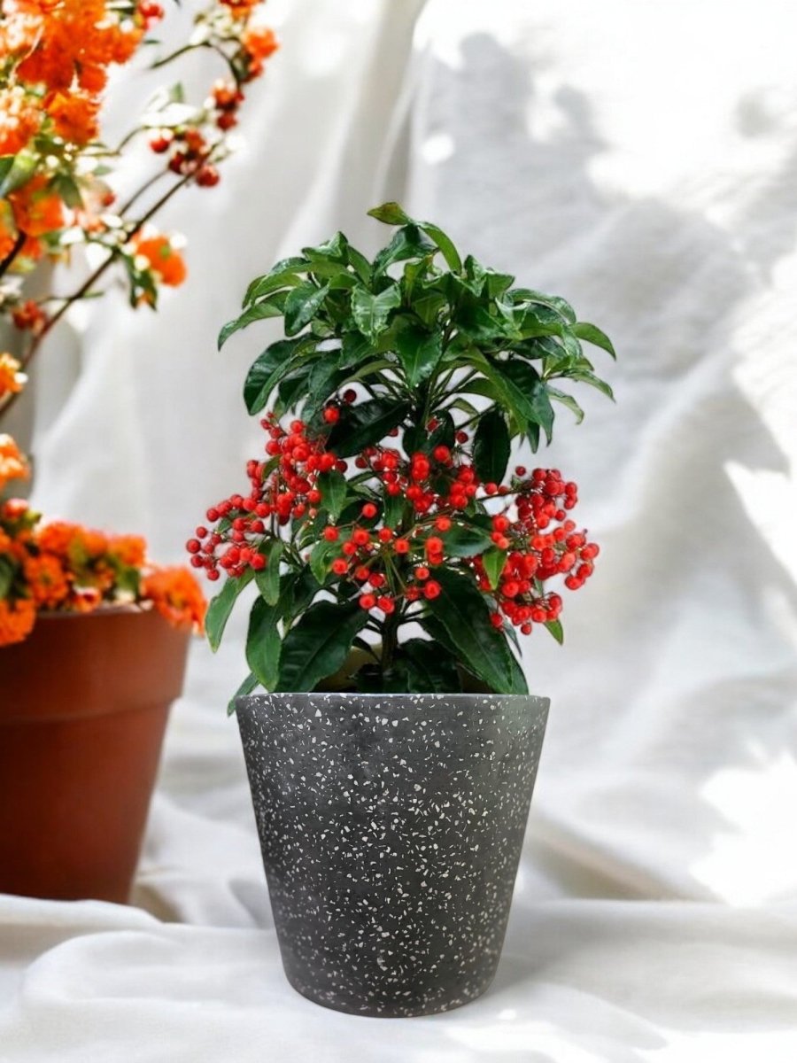 Berry Blissful Tree - Potted plant - POTT - BERR - TRR - 6731 - Tumbleweed Plants - Online Plant Delivery Singapore