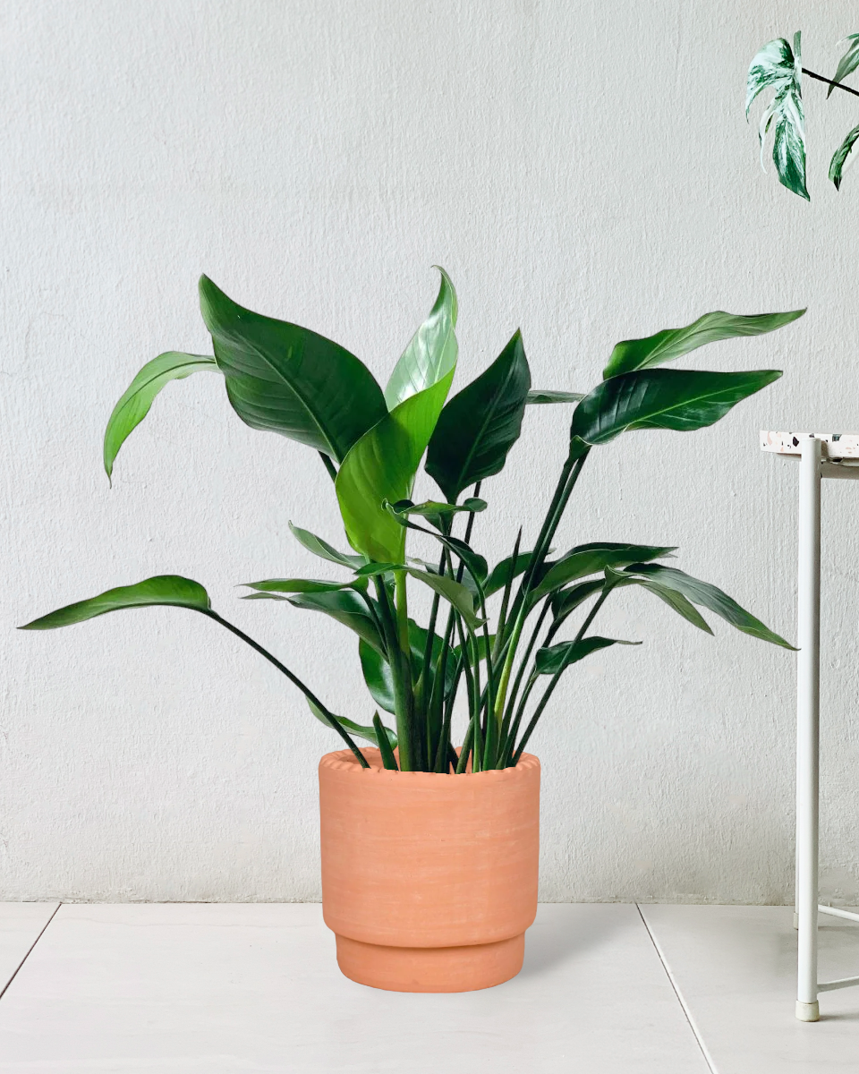 Bird of Paradise Baby - Potted plant -  Tumbleweed Plants