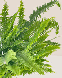 Boston Fern Plant - grow pot - Potted plant - Tumbleweed Plants - Online Plant Delivery Singapore