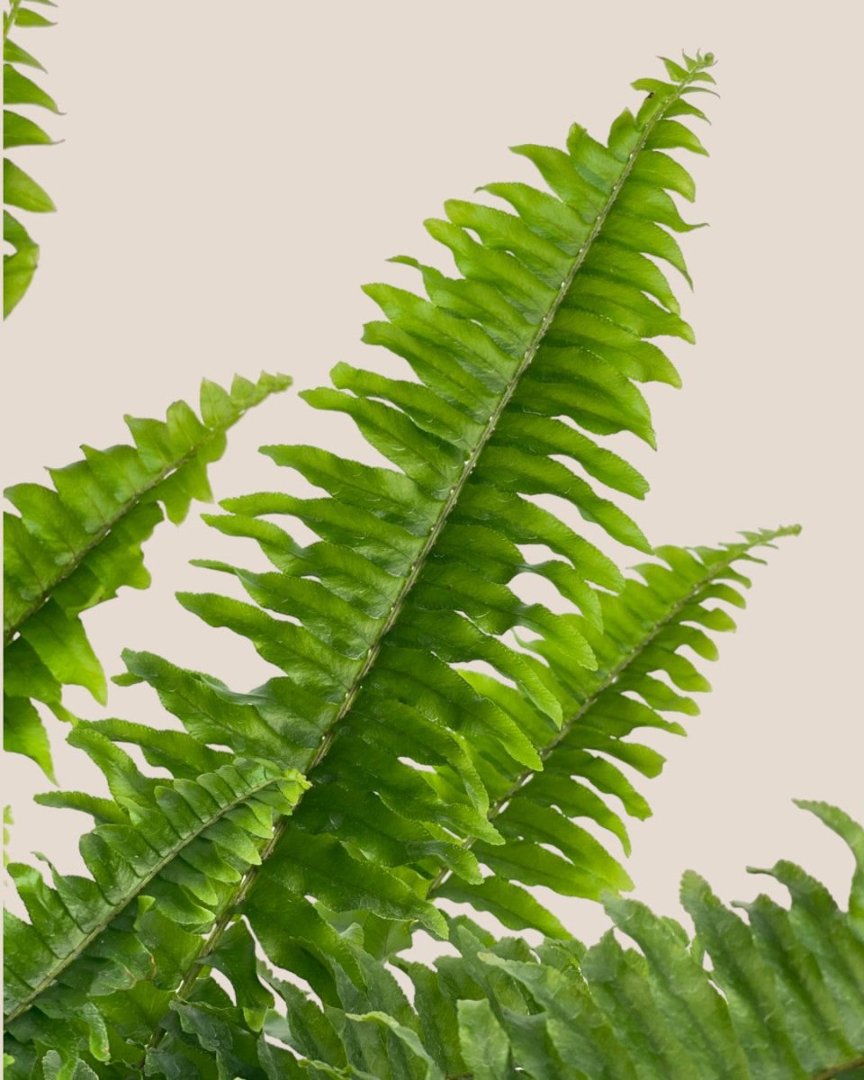 Boston Fern Plant - grow pot - Potted plant - Tumbleweed Plants - Online Plant Delivery Singapore