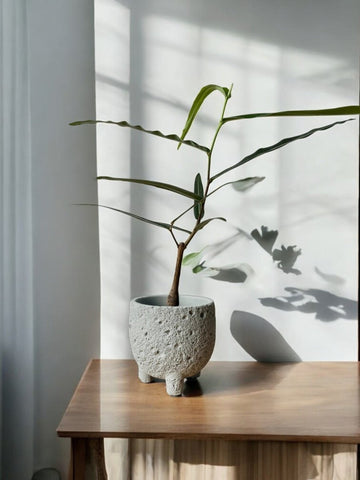 Bottle Tree Baby - Brachychiton Rupestris (Japan)