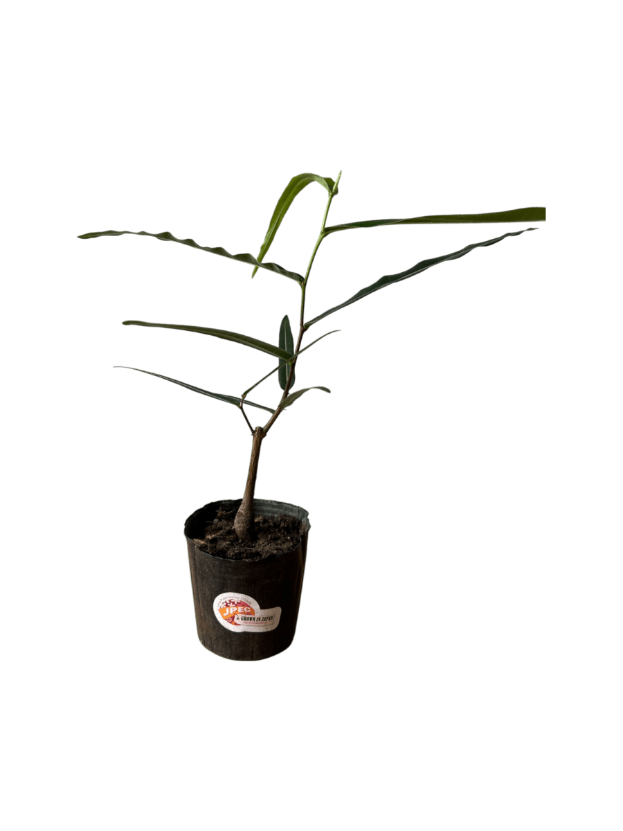 Bottle Tree Baby - Brachychiton Rupestris (Japan) - Potted plant - GIFT - BOTT - 3574 - Tumbleweed Plants - Online Plant Delivery Singapore