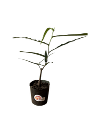 Bottle Tree Baby - Brachychiton Rupestris (Japan) - Potted plant - GIFT - BOTT - 3574 - Tumbleweed Plants - Online Plant Delivery Singapore