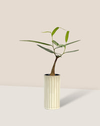 Bottle Tree - Brachychiton Rupestris (Japan) - white slim pot - Potted plant - Tumbleweed Plants - Online Plant Delivery Singapore