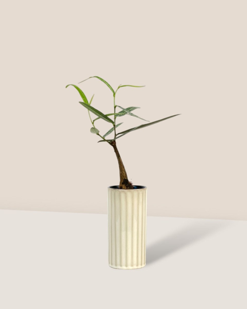 Bottle Tree - Brachychiton Rupestris (Japan) - white slim pot - Potted plant - Tumbleweed Plants - Online Plant Delivery Singapore