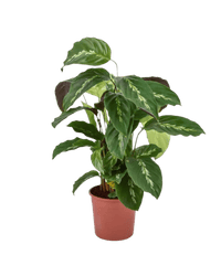 Calathea Maui Queen - Potted plant - JUST - CALA - GRW - 2569 - Tumbleweed Plants - Online Plant Delivery Singapore