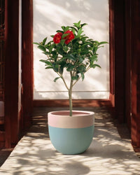 Camellia - Potted plant -  Tumbleweed Plants