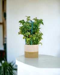 Cherry Tomato Plant - grow pot - Potted plant - Tumbleweed Plants - Online Plant Delivery Singapore