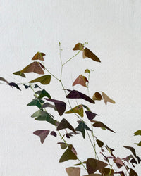 Christia Butterfly Plant Purple (0.8m) - grow pot - Potted plant - Tumbleweed Plants - Online Plant Delivery Singapore