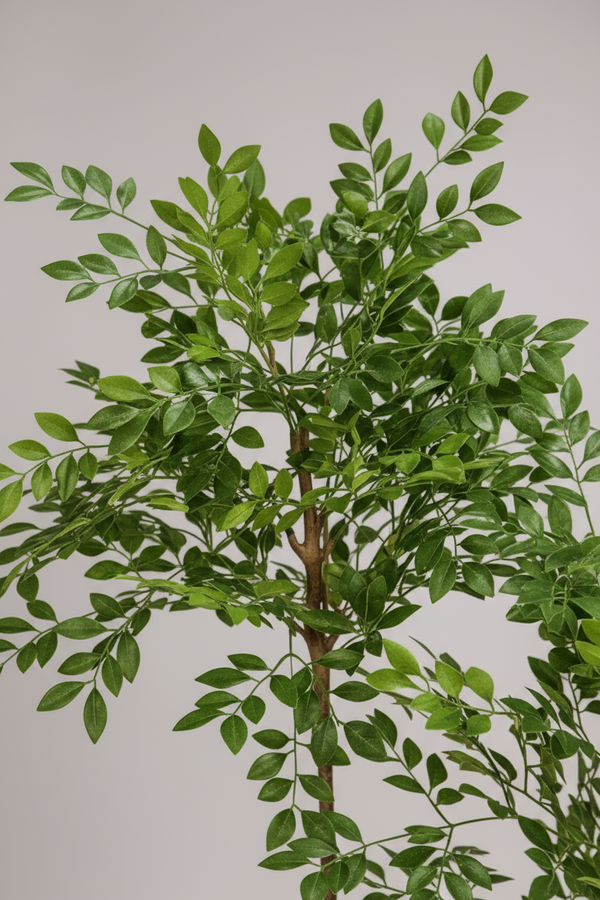 Chinese Money Tree (Life-like Artificial) - Potted plant -  Tumbleweed Plants