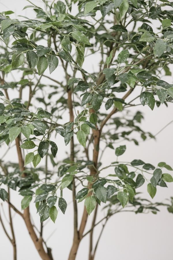 Ficus - Real-Trunk Artificial - Potted plant -  Tumbleweed Plants