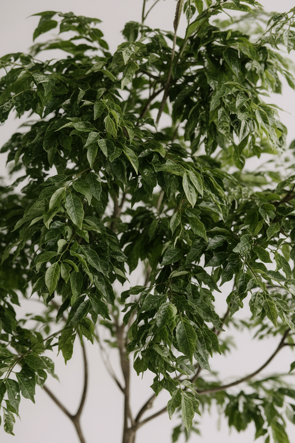 China Doll Tree - Real-Trunk Artificial - Potted plant -  Tumbleweed Plants