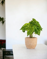 Crystal Anthurium Plant - medium egg pot - pink - Potted plant - Tumbleweed Plants - Online Plant Delivery Singapore