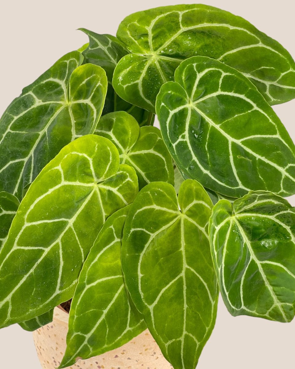 Crystal Anthurium Plant - medium egg pot - pink - Potted plant - Tumbleweed Plants - Online Plant Delivery Singapore