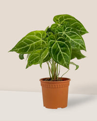 Crystal Anthurium Plant - medium egg pot - pink - Potted plant - Tumbleweed Plants - Online Plant Delivery Singapore