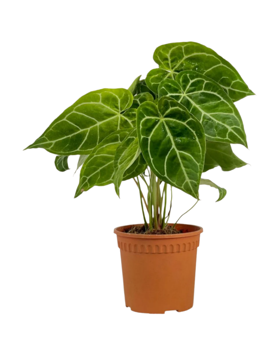 Crystal Anthurium Plant - Potted plant -  Tumbleweed Plants