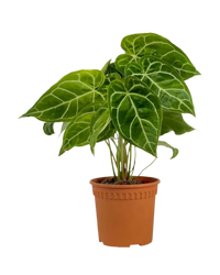 Crystal Anthurium Plant - Potted plant -  Tumbleweed Plants