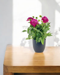 Dahlia Plant - Potted plant - POTT - DAHL - GRW - 5641 - Tumbleweed Plants - Online Plant Delivery Singapore