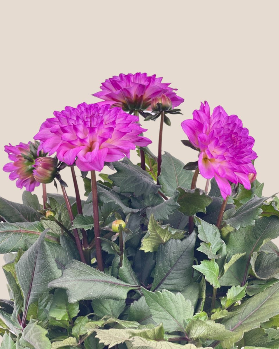 Dahlia Plant - grow pot - Potted plant - Tumbleweed Plants - Online Plant Delivery Singapore