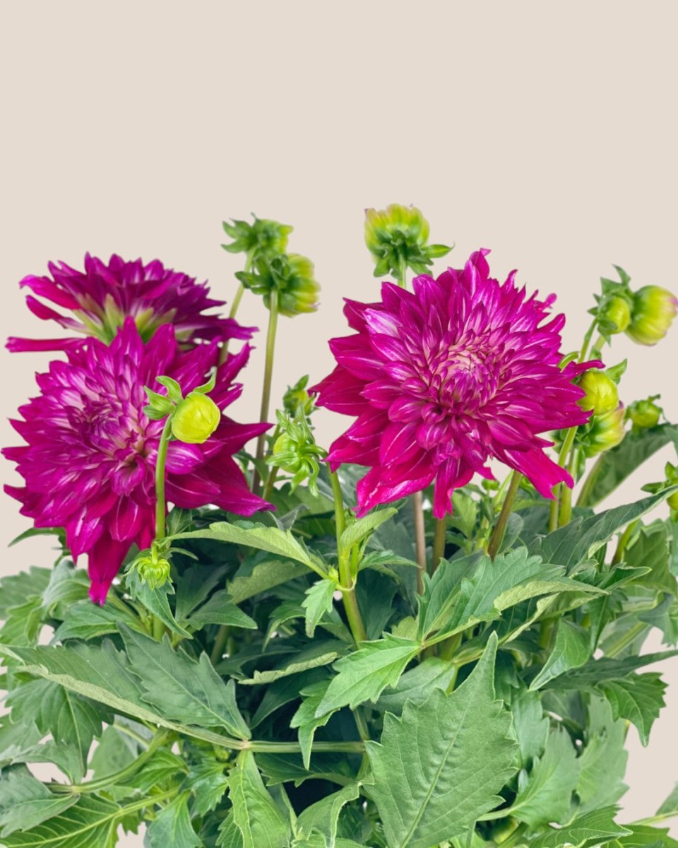 Dahlia Plant - grow pot - Potted plant - Tumbleweed Plants - Online Plant Delivery Singapore