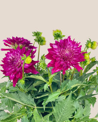 Dahlia Plant - grow pot - Potted plant - Tumbleweed Plants - Online Plant Delivery Singapore