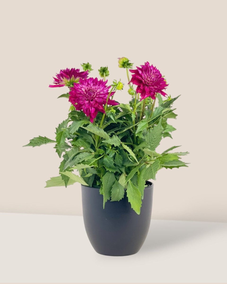 Dahlia Plant - grow pot - Potted plant - Tumbleweed Plants - Online Plant Delivery Singapore