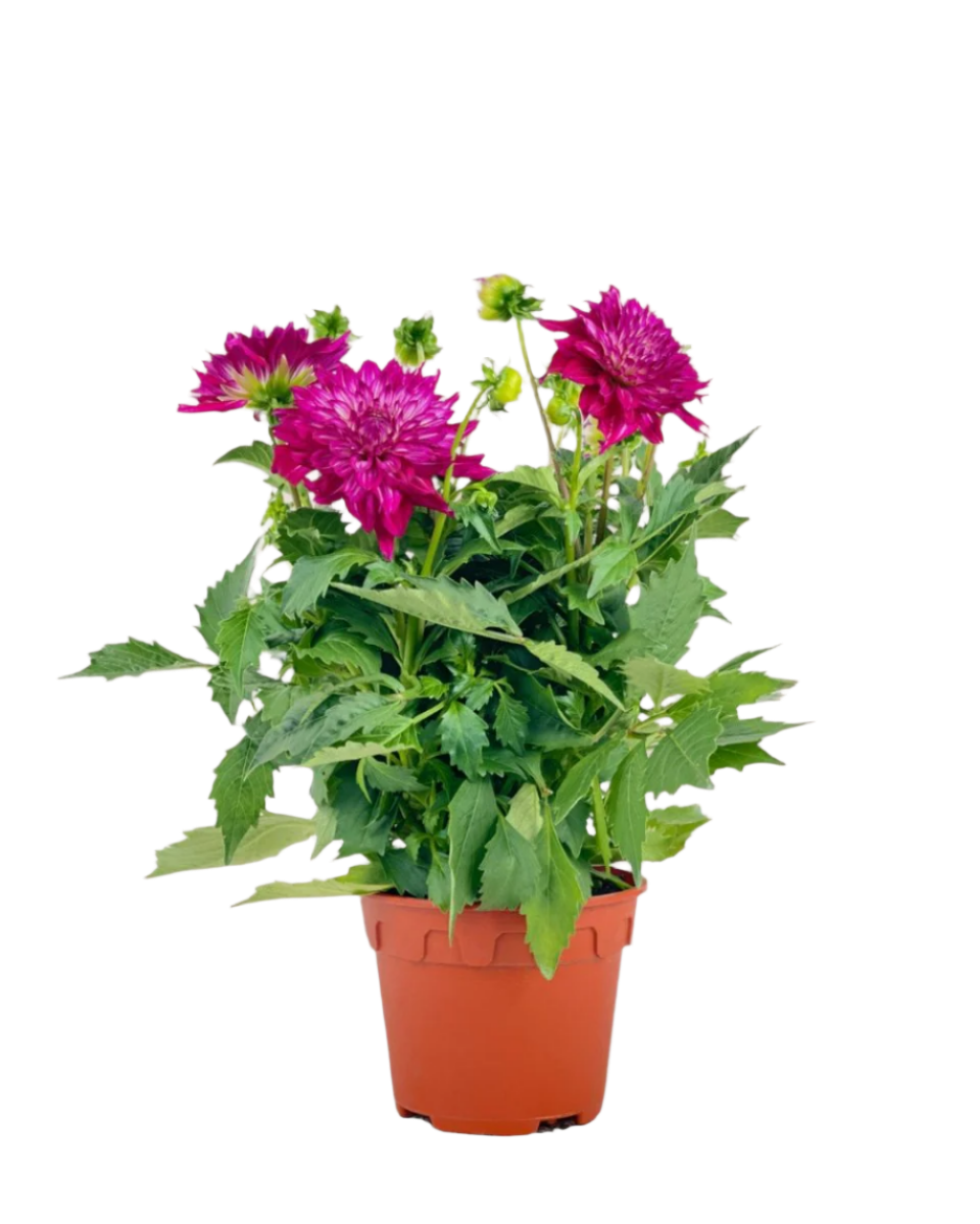 Dahlia Plant - Potted plant -  Tumbleweed Plants