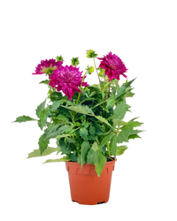 Dahlia Plant - Potted plant -  Tumbleweed Plants