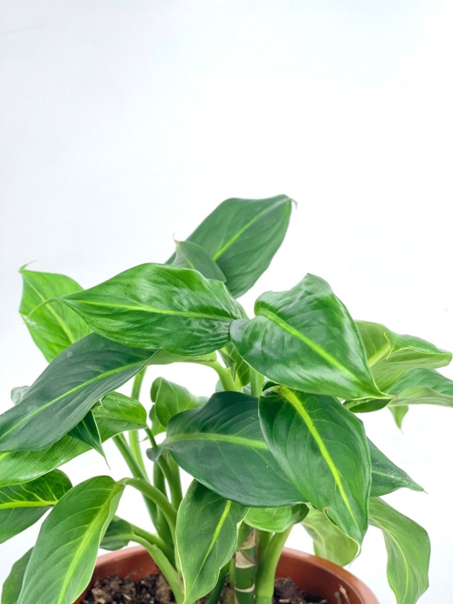 Dieffenbachia Green Magic