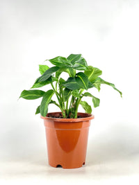 Dieffenbachia Green Magic