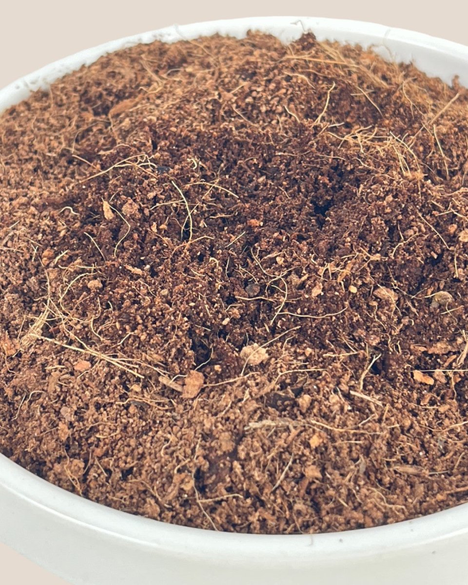 Down To Earth. Coco Peat 08 - Potting mix - Tumbleweed Plants - Online Plant Delivery Singapore
