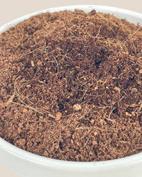 Down To Earth. Coco Peat 08 - Potting mix - Tumbleweed Plants - Online Plant Delivery Singapore