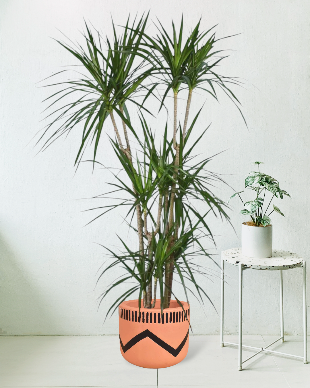 Dracaena Marginata paired with charlie pot